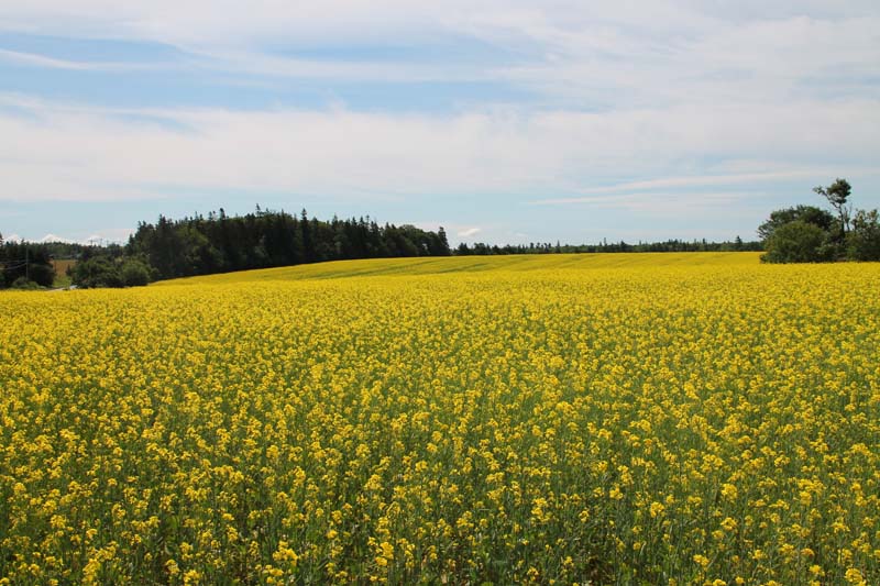 Prince Edward Island - the Island of Delights and Relaxation