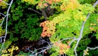 Canada, Ontario, Maple leaf, Toronto, fall colour, iCorridor Moments