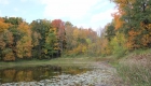 Canada, Ontario, Maple leaf, Toronto, fall colour, iCorridor Moments