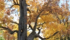 Canada, Ontario, Maple leaf, Toronto, fall colour, iCorridor Moments