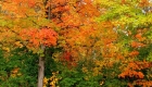 Canada, Ontario, Maple leaf, Toronto, fall colour, iCorridor Moments