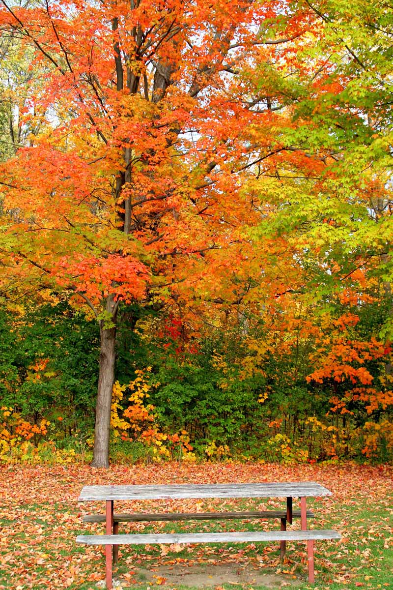 Admire the Fall Colours Around the Canadian Cities