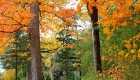 Canada, Ontario, Maple leaf, Toronto, fall colour, iCorridor Moments