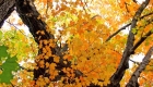 Canada, Ontario, Maple leaf, Toronto, fall colour, iCorridor Moments