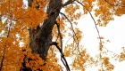 Canada, Ontario, Maple leaf, Toronto, fall colour, iCorridor Moments