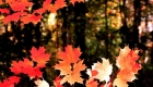 Canada, Ontario, Maple leaf, Toronto, fall colour, iCorridor Moments