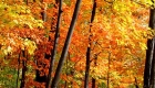 Canada, Ontario, Maple leaf, Toronto, fall colour, iCorridor Moments