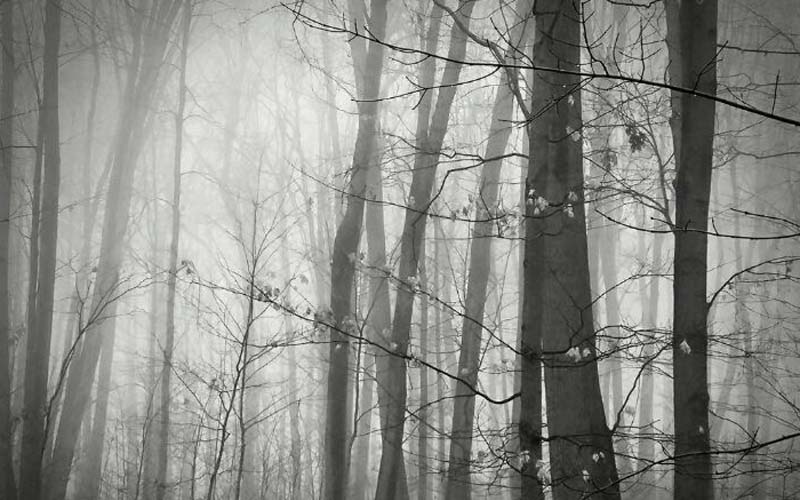 4 Smartphone Photos Showing the Power of  Fog in Photography