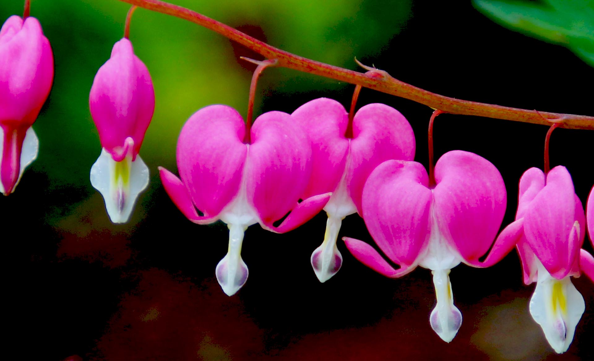 Bleeding Heart – A Pretty Flower in the Heart