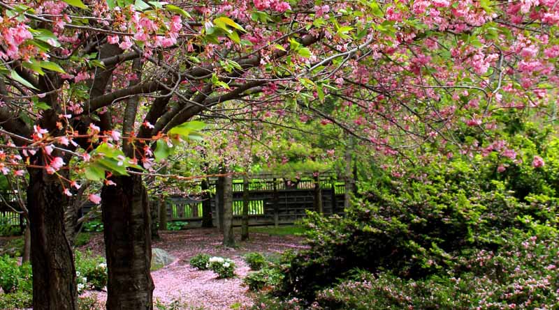 5 Tips for Awe-Inspiring Shots of Spring Blooms