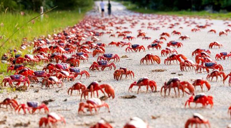 Christmas Island: The Impressive Migration of Red Crabs