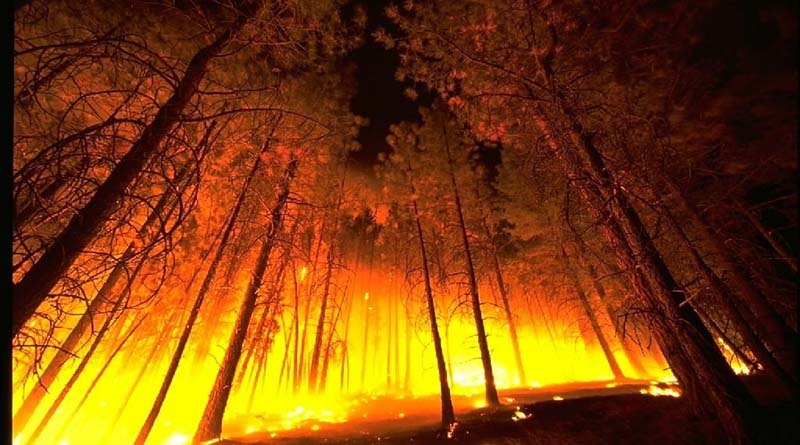 Why are There So Many Wildfires?